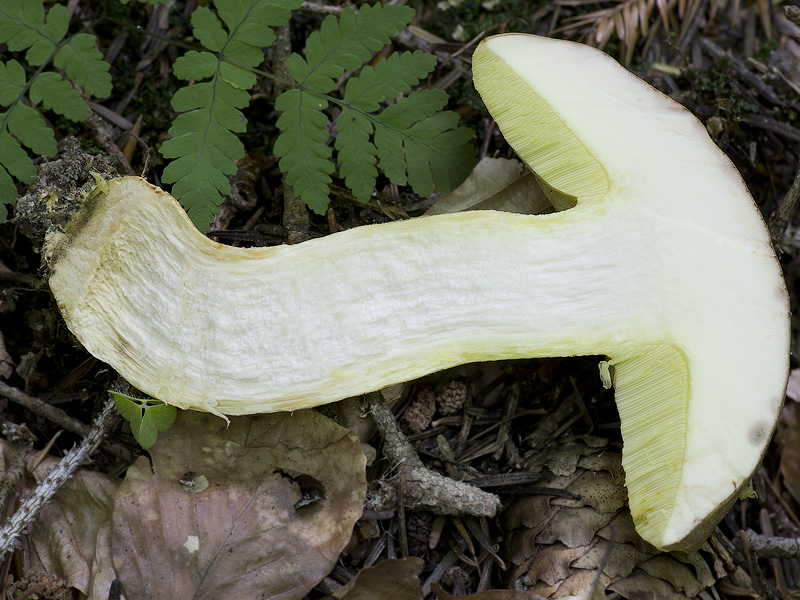 Boletus subappendiculatus